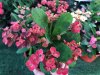 Эуфорбия (молочай) Милиуса Euphorbia milii р12