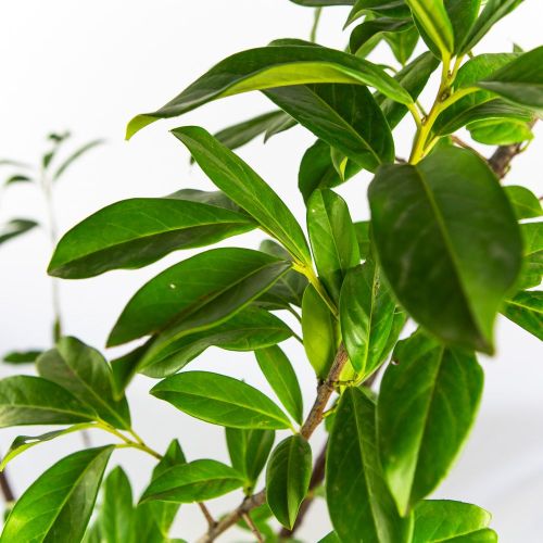 Лавровишня лекарственная Prunus laurocerasus Novita с7 (И)