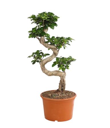 Фикус мелкоплодный 8-образный Ficus microcarpa ginseng 8-type 70/35
