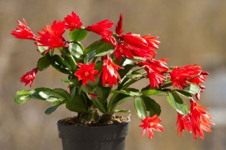 Эпифиллум Ред Тип Epiphyllum Red Tip 30/12