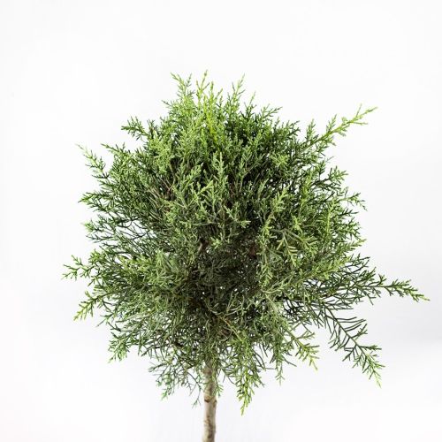 Кипарис аризонский 1/2 ШТАМБ с15/18 h100/120 d30/40 Cupressus arizonica Fastigiata 1/2 Fusto (И)