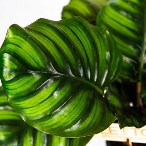 Калатея Фасциата Calathea Fasciata 35/12