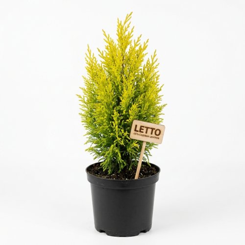 Купрессоципарис Лейланда Gold Rider с3 40/60 Cupressocyparis Leylandii Gold Rider (И)