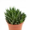 Алоэ остистое Aloe aristata 18/12