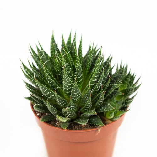 Алоэ остистое Aloe aristata 18/12