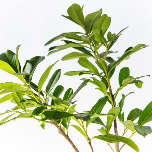 Лавровишня лекарственная Prunus laurocerasus Novita с7 (И)
