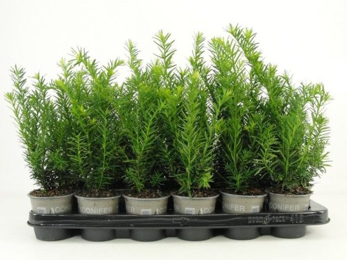 Тис средний Taxus media Densiformis р9 (Н)