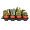 Кактус микс Cactus mix 12/8,5