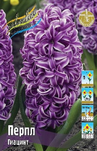 Гиацинт Перпл Hyacinthus Purple 14/15 3шт, капер, Колорлайн