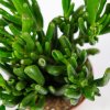 Крассула (толстянка) Хоббит Crassula Hobbit 15/11