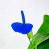 Антуриум Anthurium Blue 45/14