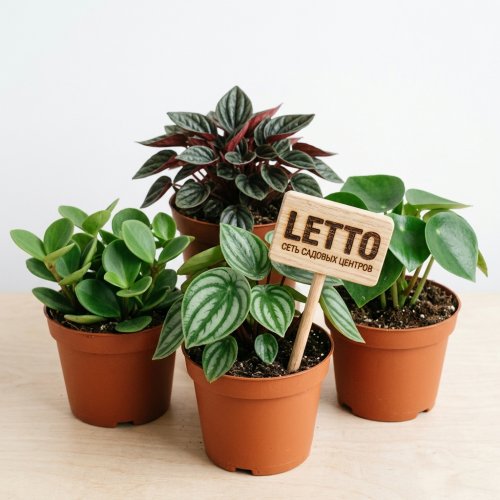 Пеперомия микс Peperomia mix d10см