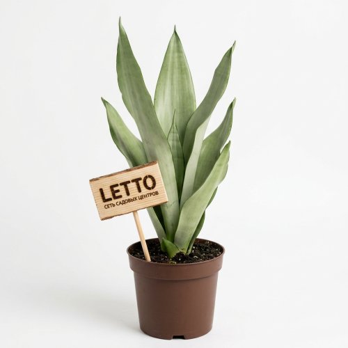 Сансевиерия Муншайн Sansevieria Moonshine 50/14 (Н)