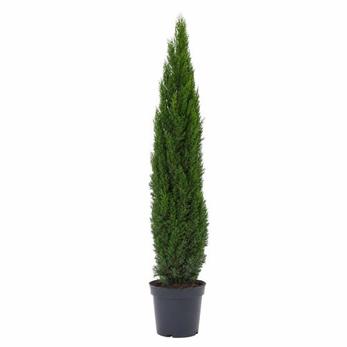 Кипарис вечнозеленый Cupressus sempervirens Pyramidalis с15 150/175 (И)