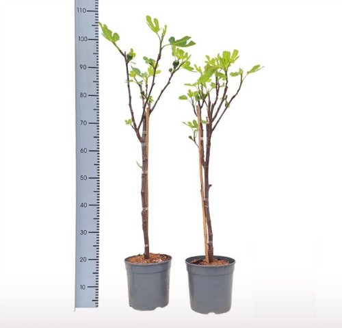 Инжир на штамбе Ficus Carica On Stem 100/21