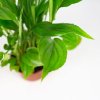 Спатифиллум Шопен Spathiphyllum Chopin 25/6,5