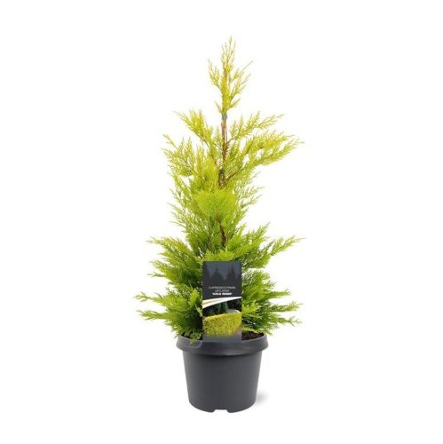 Купрессоципарис Лейланда Cupressocyparis Leylandii pyramidalis Gold Rider с18 150/175 (И) 