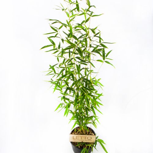 Золотой бамбук Phyllostachys aurea 5л (И)