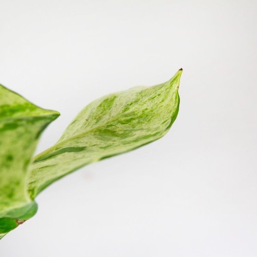 Эпипремнум перистый Хэппи Лиф Epipremnum pinnatum Happy Leaf 15/12
