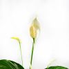 Спатифиллум Spathiphyllum Sweet Ricardo 60/13 (Н)