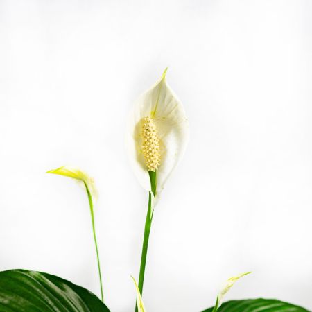 Спатифиллум Spathiphyllum Sweet Ricardo 60/13 (Н)