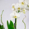 Фаленопсис 2 ствола Phalaenopsis 2st Tiny Dolls Mix 10+ 17/6 (Н)