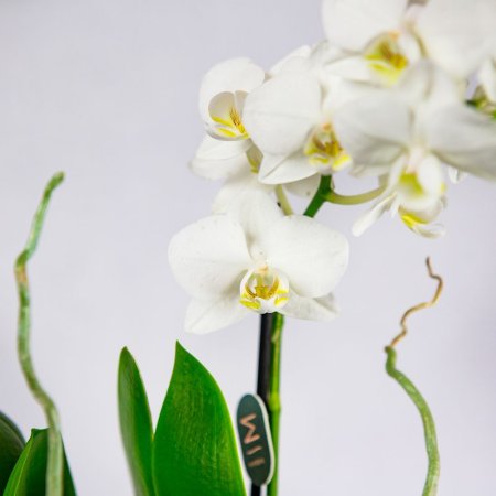 Фаленопсис 2 ствола Phalaenopsis 2st Tiny Dolls Mix 10+ 17/6 (Н)