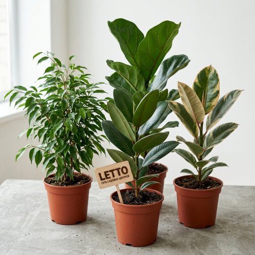 Фикус микс Ficus mix d29см