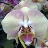 Фаленопсис Мандала Phalaenopsis Mandala /6 (А)