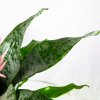 Эхмея Праймера Aechmea Primera L 60/15 (Н)