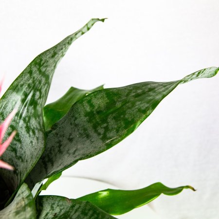 Эхмея Праймера Aechmea Primera L 60/15 (Н)