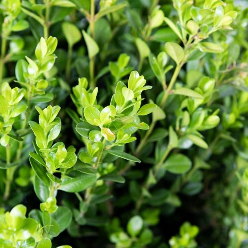 Самшит мелколистный ШАР с18 d40/50 Buxus microphylla Faulkner PALLA (И)