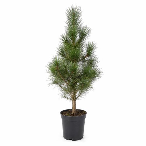 Сосна черная Pinus nigra Marie Bregeon 45/26 (Н)