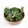 Суккулент Композиция микс в плошке Succulenten mix р17