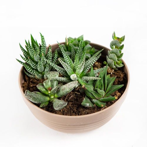 Суккулент Композиция микс в плошке Succulenten mix р17