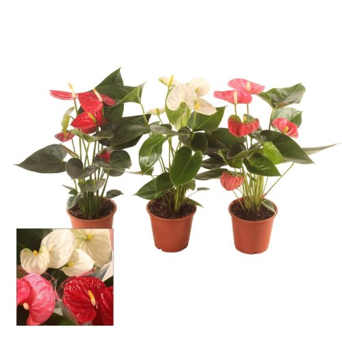 Антуриум Андре микс Anthurium andraeanum mix 4+ 40/12