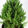 Можжевельник китайский Stricta с10