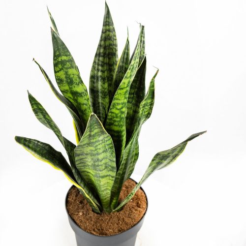 Сансевиерия Голден Эйдж Sansevieria Golden Edge 65/21 (Н)