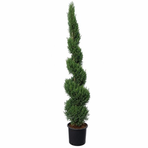 Кипарис аризонский СПИРАЛЬ с70 200/250 Cupressus arizonica Fastigiata SPIRALE (И)