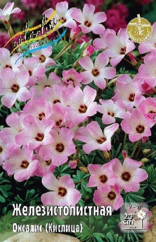 Оксалис Кислица Железистолистная Oxalis adenophylla 6/+ 8шт, капер, Колорлайн