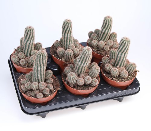 Кактус микс Cactus mix 12/8,5 (Н)