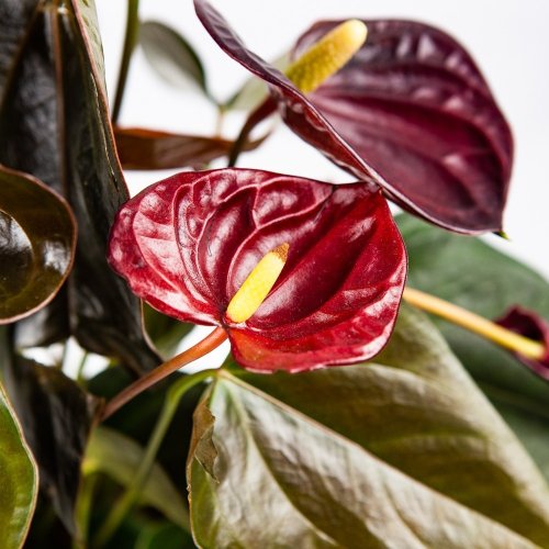 Антуриум Андре Anthurium Andreanum Delicata Just Perfection 50/14 (Н)