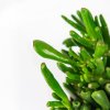 Крассула (толстянка) Хоббит Crassula Hobbit 15/11
