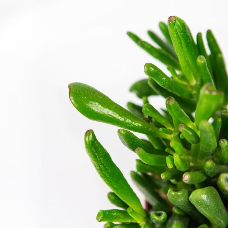 Крассула (толстянка) Хоббит Crassula Hobbit 15/11