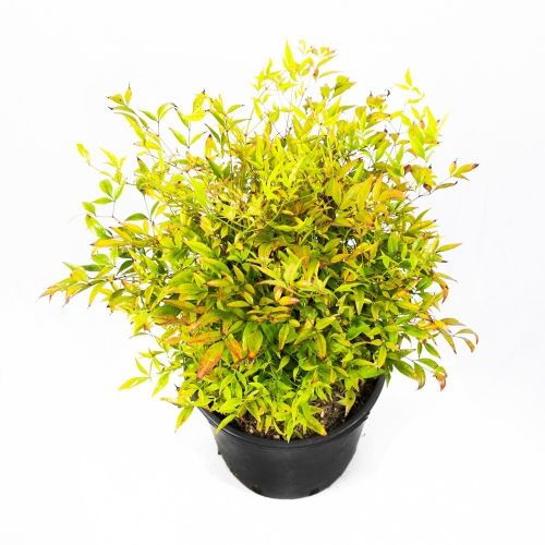 Нандина домашняя Gulf Stream с8/10 30/50 Nandina domestica Gulf Stream (И)
