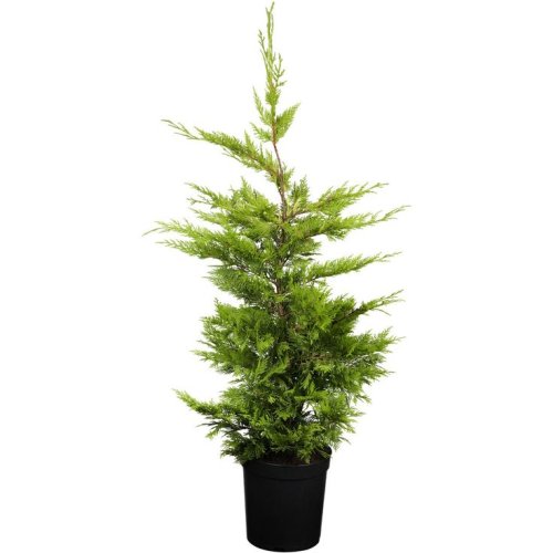 Купрессоципарис Лейланда Cupressocyparis Leylandii с5 80/100 (И)
