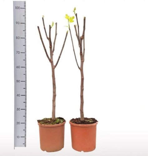 Инжир Борнхольм на штамбе Ficus Carica Bornholm On Stem 100/22