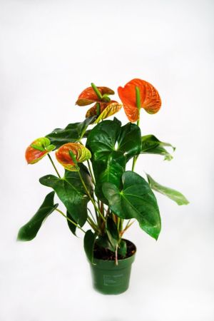 Антуриум Андре Мадурал Оранж Anthurium andraeanum Madural Orange 50/14