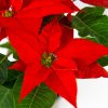 Пуансеттия Euphorbia pulcherrima р14
