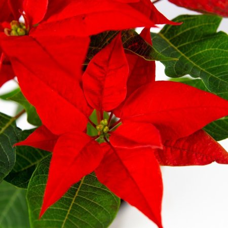 Пуансеттия Euphorbia pulcherrima р14